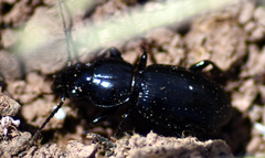 Caraboidea