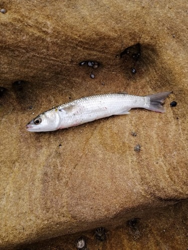 Black spot mullet (Myxus elongatus) — Mugilidae — 2