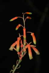 Aloe isaloensis