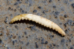 Semicassis granulata