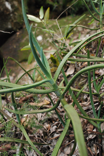 Aloe isaloensis