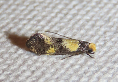Monopis congestella