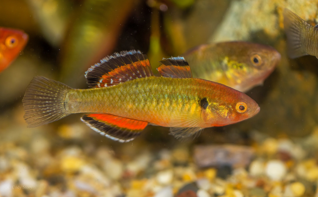 Carp Gudgeon