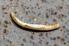 Semicassis granulata