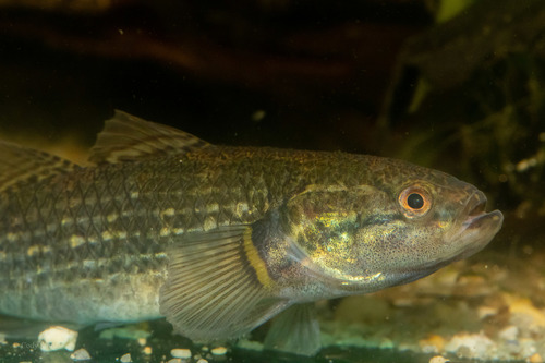 Striped gudgeon (Gobiomorphus australis) — Eleotridae — 3