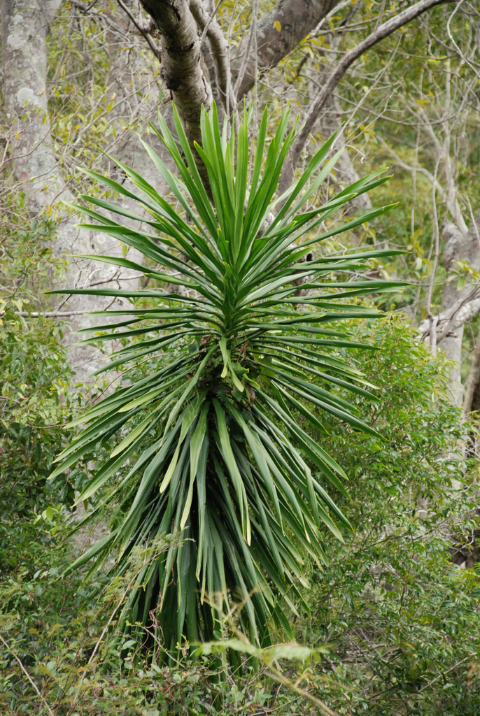 Dracaena xiphophylla
