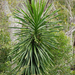 Dracaena xiphophylla - Photo (c) Andrew Hankey, some rights reserved (CC BY-SA), uploaded by Andrew Hankey