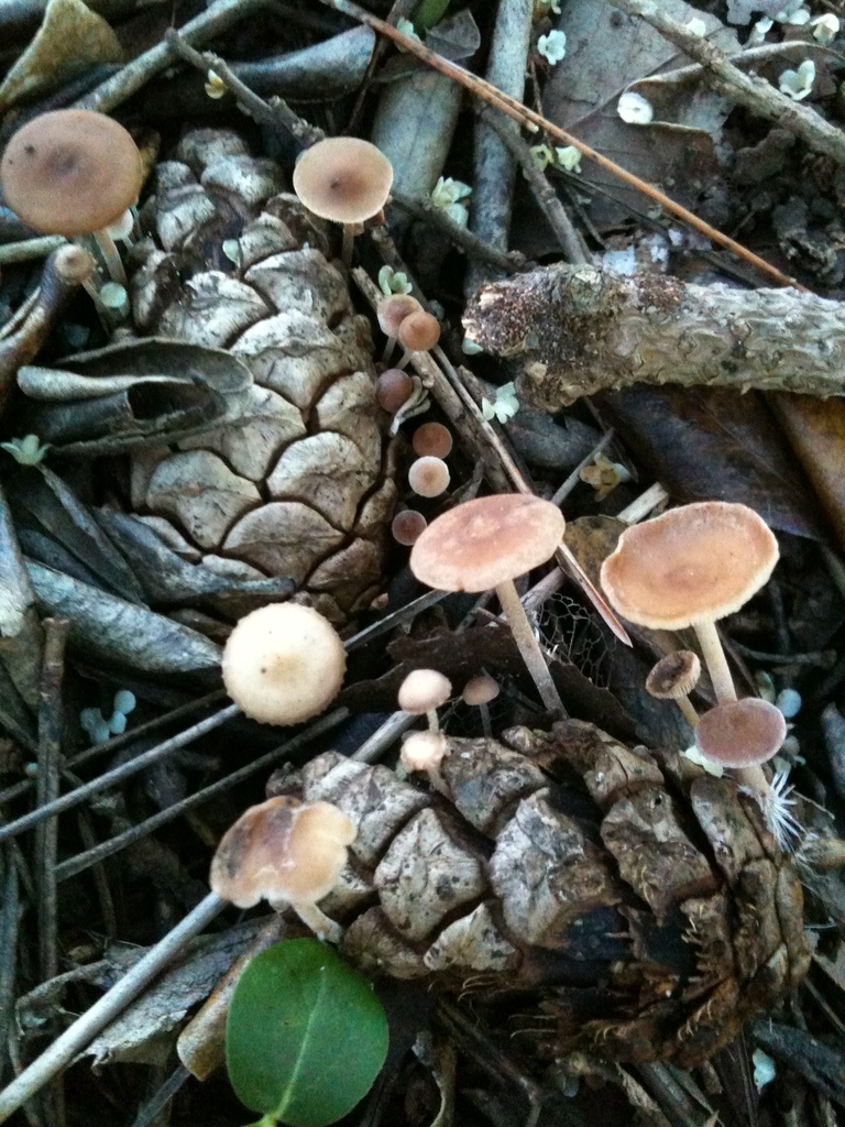 Baeospora myosura · November 2011 · photo: © atsushi_nakajima_cirque (iNaturalist, cc-by)