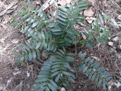 Zamia erosa