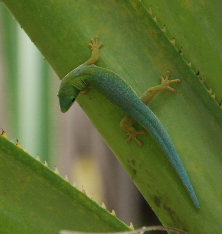 Morondava Day Gecko