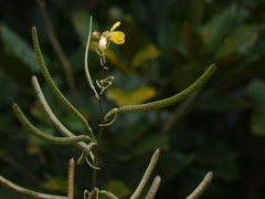 Senna sophera
