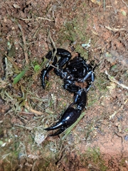 Chactas vanbenedenii