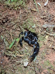 Chactas vanbenedenii