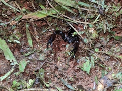 Chactas vanbenedenii