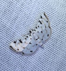 Pycnarmon meritalis