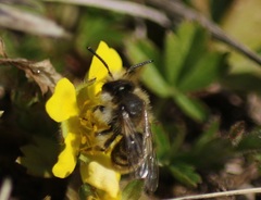 Andrena tibialis