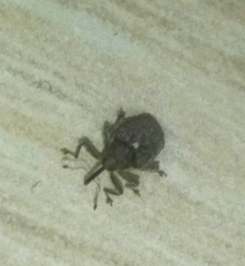 Ceutorhynchus pallidactylus