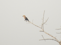 Coracias cyanogaster