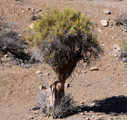 Ephedra chilensis (Ephedra chilensis)
