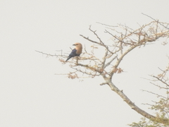 Coracias cyanogaster