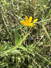Osteospermum grandidentatum