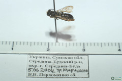Rophitinae