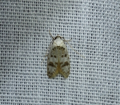 Scatochresis innumera