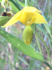 Calochortus amabilis