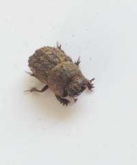 Sarophorus punctatus