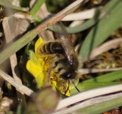 Andrena tibialis