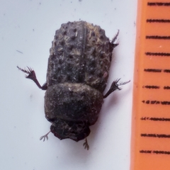 Sarophorus punctatus