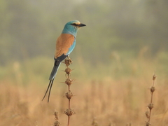 Coracias abyssinicus