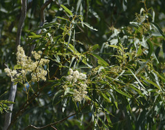 Eucalyptus raveretiana