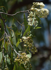 Corymbia erythrophloia