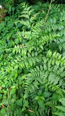 Diplazium kawakamii