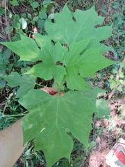 Montanoa hibiscifolia