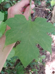 Montanoa hibiscifolia