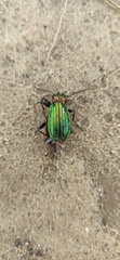 Carabus lineatus