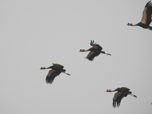 Black Crowned Crane