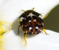 Anthrenus angustefasciatus