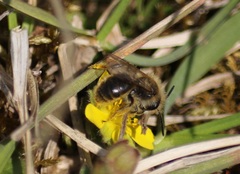 Andrena tibialis