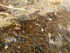 Pelophylax saharicus