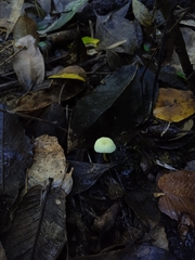 Mycena chusqueophila