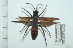 Anoplius samariensis