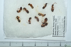 Lasius fuliginosus