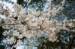 Prunus campanulata