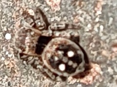 Attulus penicillatus