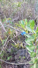 Stachytarpheta crassifolia