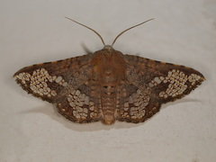Canaea hyalospila