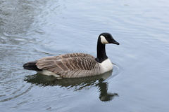 Branta canadensis